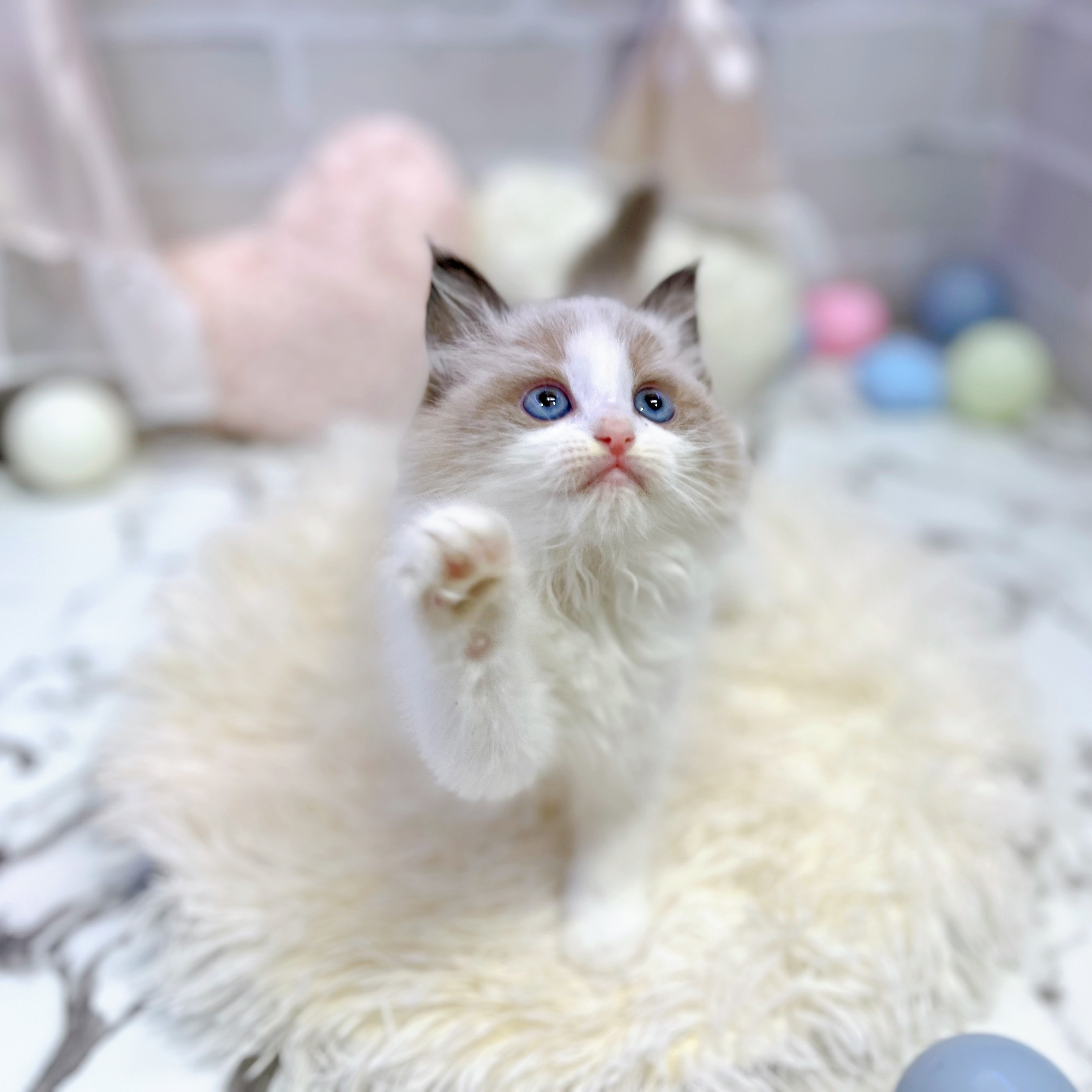 愛知県のラグドール (犬の家＆猫の里岡崎店/2025年6月17日生まれ/女の子/シールポイントバイカラー)の子猫の1枚目の画像