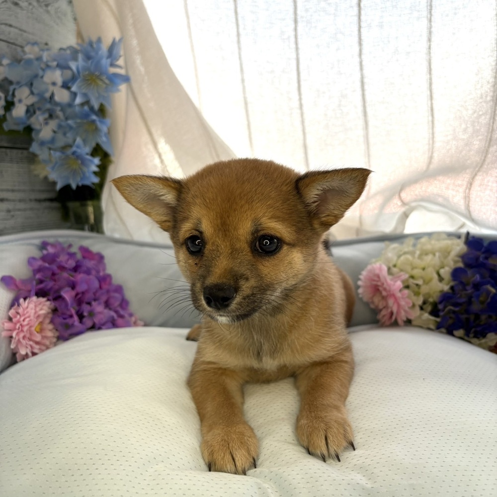 長野県のチワ柴/柴チワ/チワシバ(チワワ×柴) (犬の家＆猫の里塩尻店/2025年6月15日生まれ/女の子/赤)の子犬の1枚目の画像