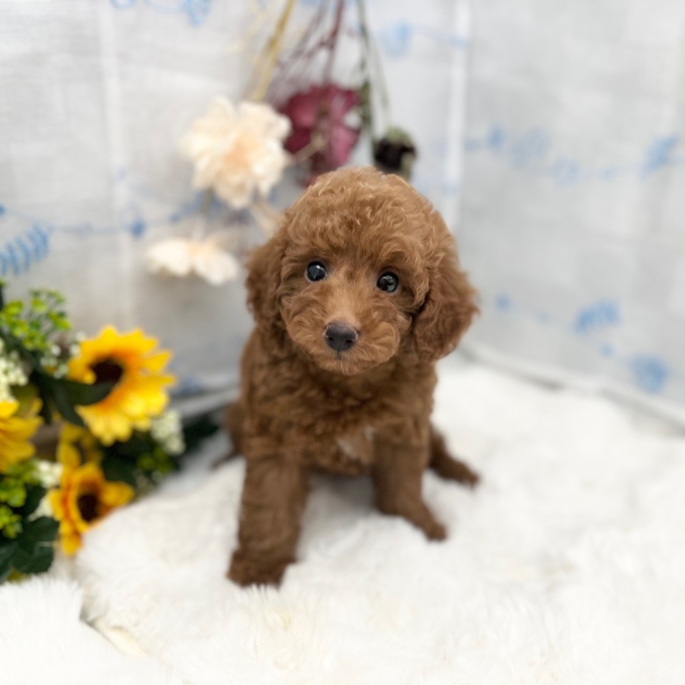 静岡県のトイプードル(トイ) (犬の家＆猫の里MEGAドン・キホーテ袋井店/2025年6月13日生まれ/男の子/レッド)の子犬の1枚目の画像
