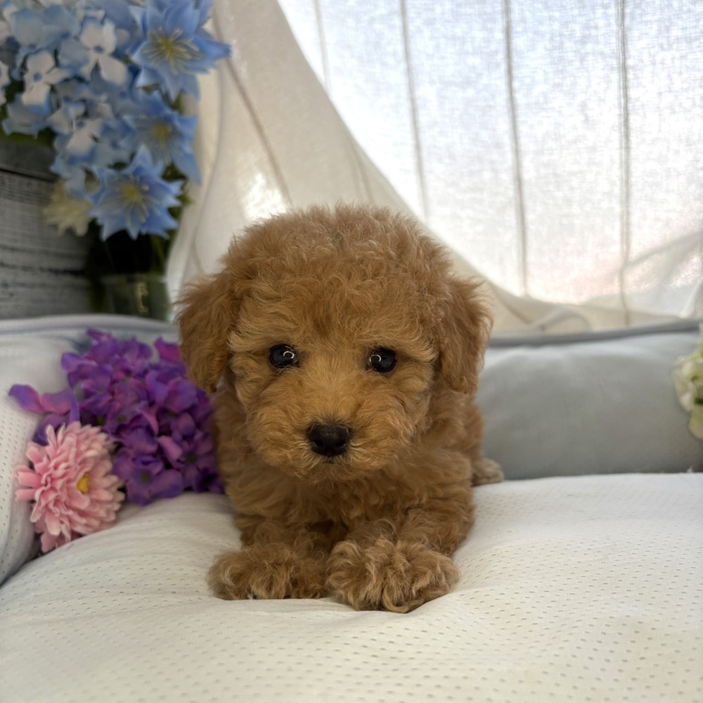 長野県のトイプードル(トイ) (犬の家＆猫の里塩尻店/2025年6月14日生まれ/女の子/アプリコット)の子犬の1枚目の画像