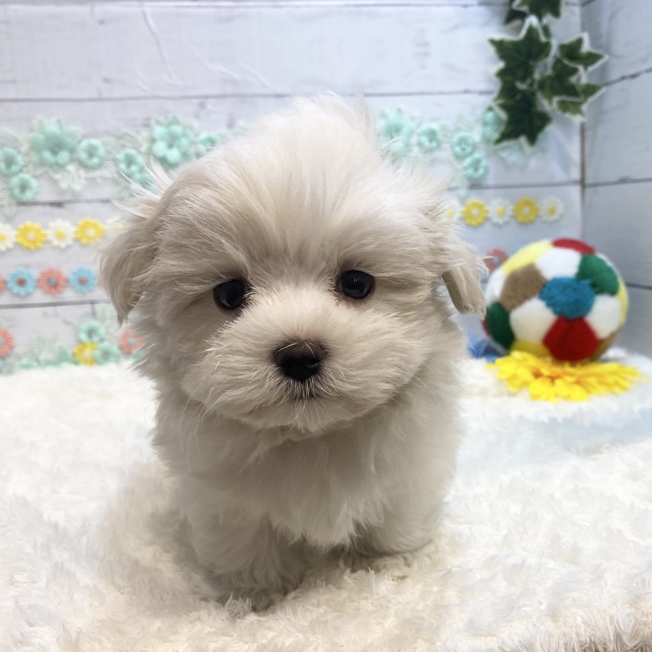 長野県のマルチーズ (犬の家＆猫の里カインズ梓川店/2025年6月15日生まれ/男の子/ホワイト)の子犬の1枚目の画像