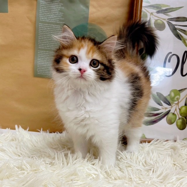 岡山県のスコティッシュストレート (犬の家＆猫の里倉敷中庄店/2025年6月17日生まれ/女の子/キャリコ)の子猫の1枚目の画像
