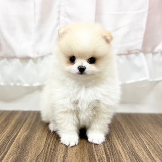 兵庫県のポメラニアン (犬の家＆猫の里カナート西神戸店/2025年6月18日生まれ/女の子/クリーム)の子犬の1枚目の画像