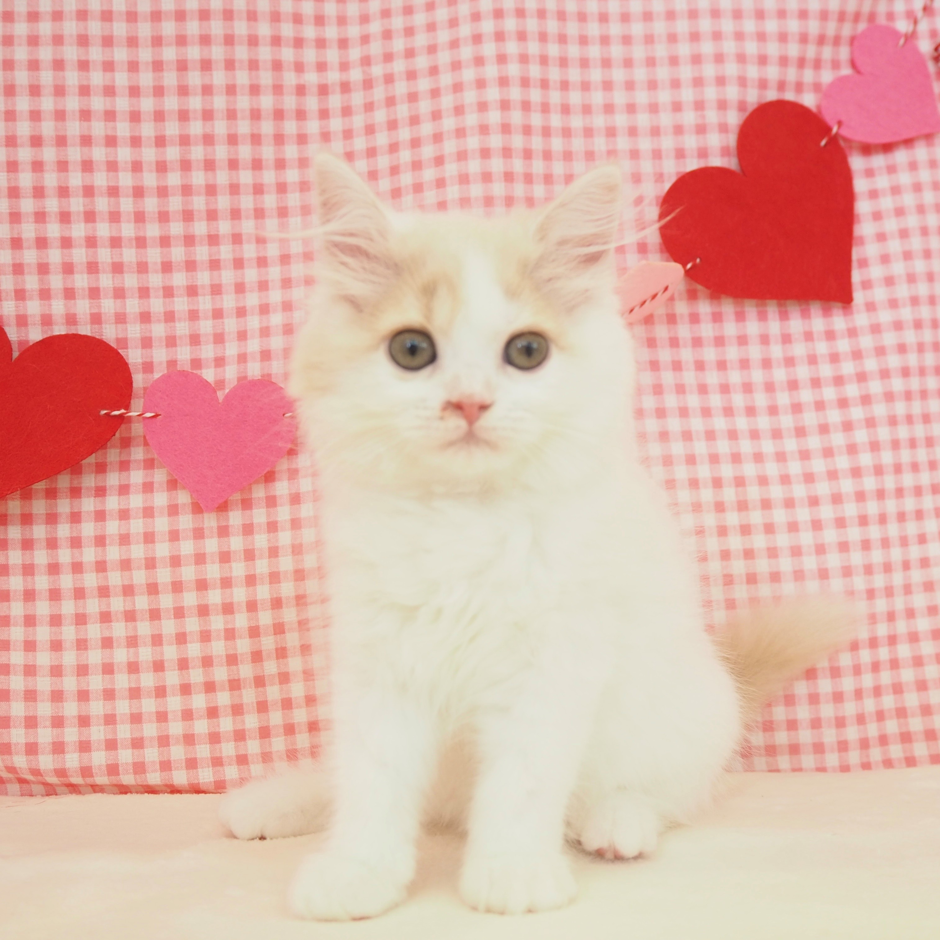 大阪府のスコティッシュストレート (犬の家＆猫の里もりのみやキューズモールBASE店/2025年6月20日生まれ/女の子/クリームタビーホワイト)の子猫の1枚目の画像
