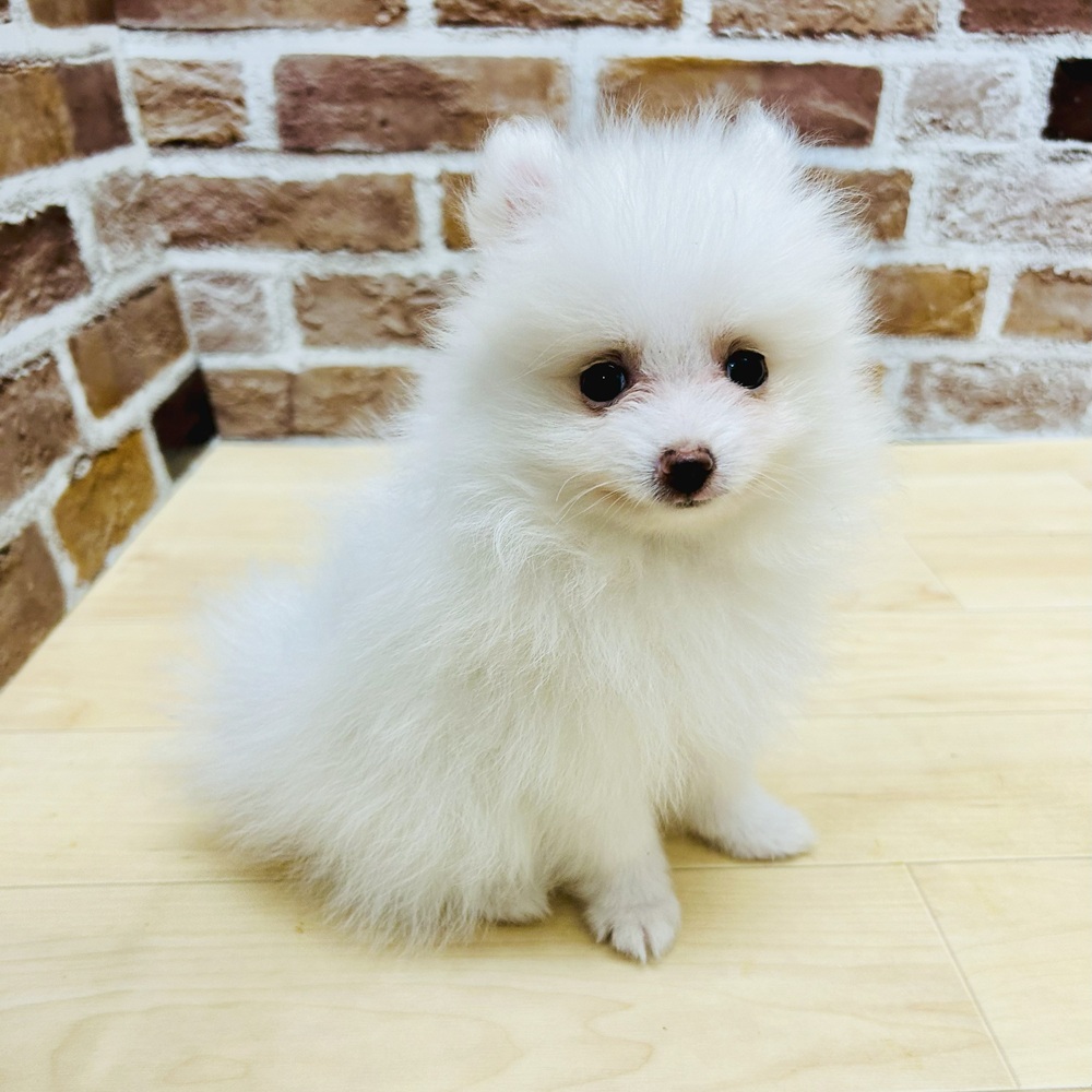 愛知県のポメラニアン (犬の家&猫の里七宝店/2025年6月12日生まれ/男の子/ホワイト)の子犬