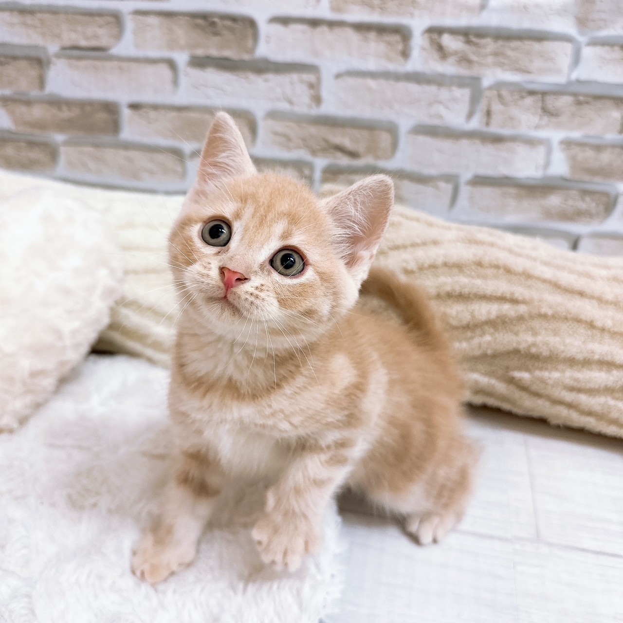 神奈川県のマンチカン (犬の家＆猫の里モザイクモール港北店/2025年6月24日生まれ/男の子/クリームタビー)の子猫の1枚目の画像