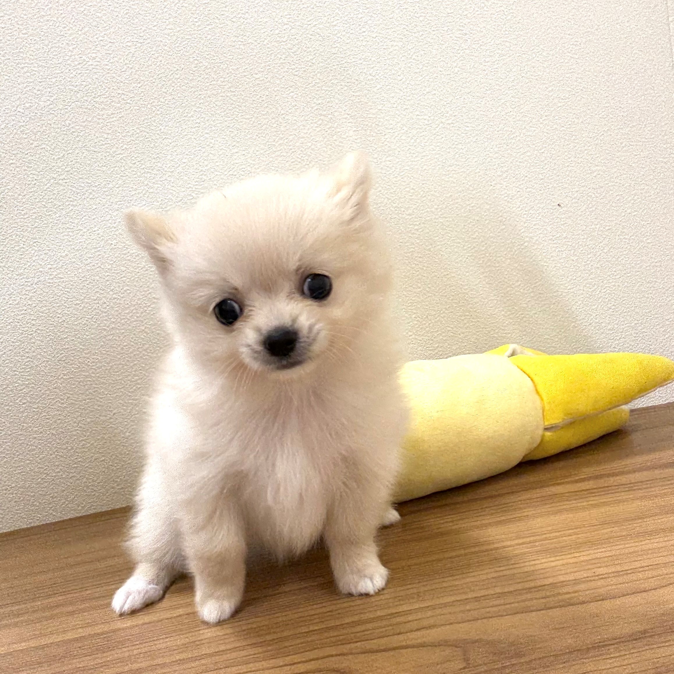 2025年6月24日生まれのポメチワ/チワポメ/ポメチー(ポメラニアン×チワワ)の5枚目の写真