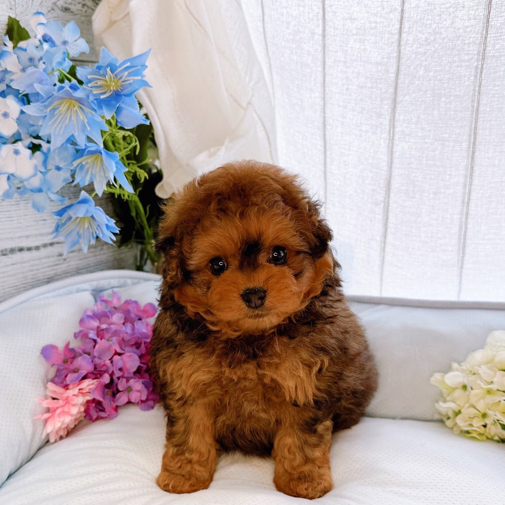 長野県のポメプー(ポメラニアン×プードル) (犬の家＆猫の里塩尻店/2025年6月24日生まれ/男の子/オレンジ)の子犬の1枚目の画像