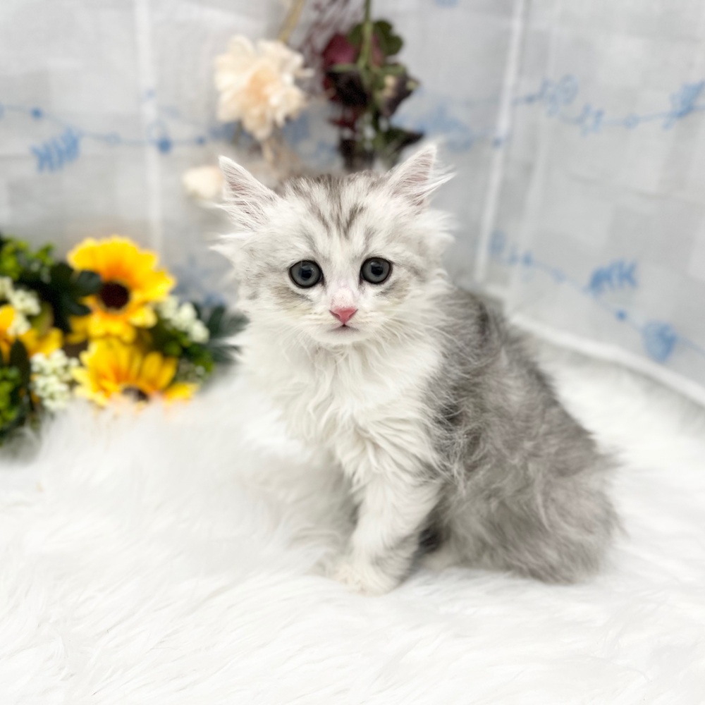 静岡県のミヌエット (犬の家＆猫の里MEGAドン・キホーテ袋井店/2025年6月23日生まれ/男の子/シルバータビーホワイト)の子猫
