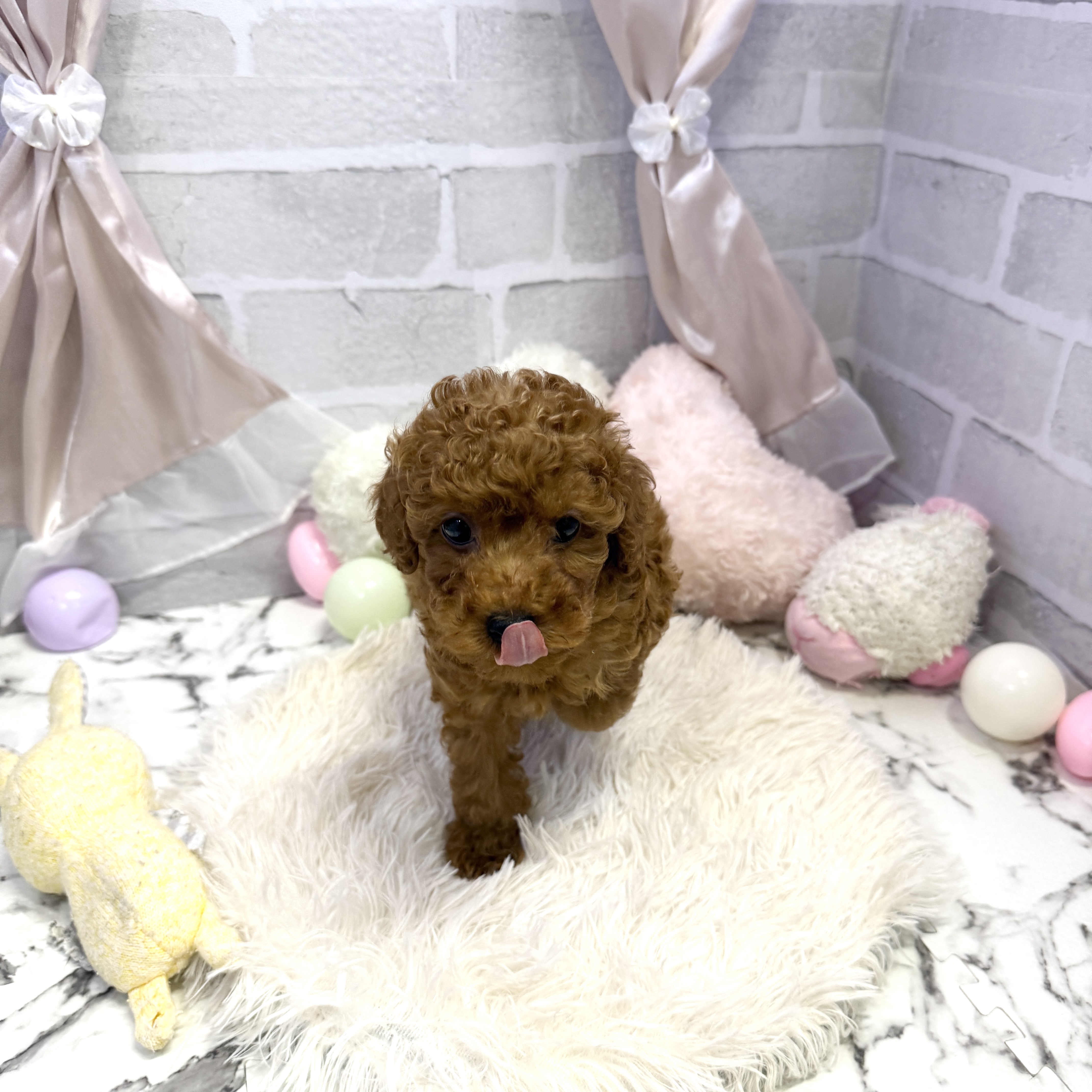 愛知県のトイプードル(トイ) (犬の家＆猫の里岡崎店/2025年6月22日生まれ/男の子/レッド)の子犬の1枚目の画像