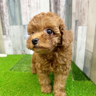 静岡県のトイプードル(トイ) (犬の家＆猫の里マークイズ静岡店/2025年6月19日生まれ/女の子/レッド)の子犬の1枚目の画像