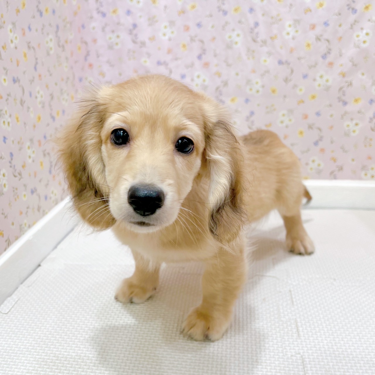 * vintage animal ❀ オレンジグラスアイ *ミニチュア ダックス ご家族募集します》✨ ミニチュアダックス ♂ 2025.2.20生 ブラック