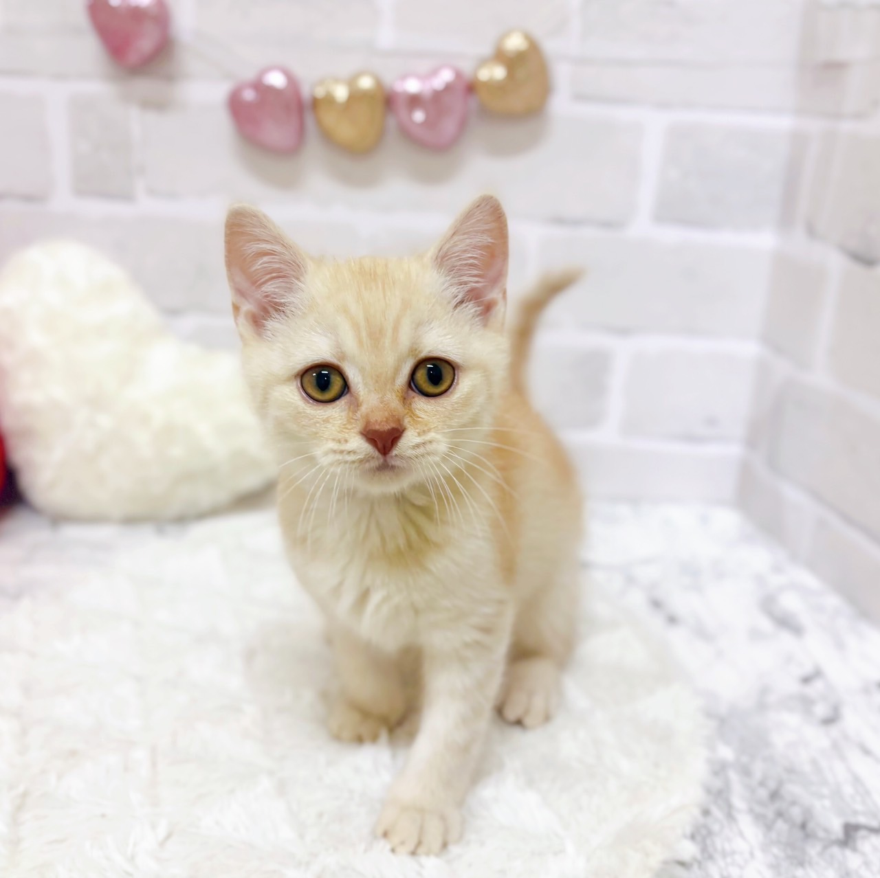 京都府のスコティッシュストレート (犬の家＆猫の里京都精華店/2025年6月22日生まれ/男の子/レッドタビー)の子猫の1枚目の画像