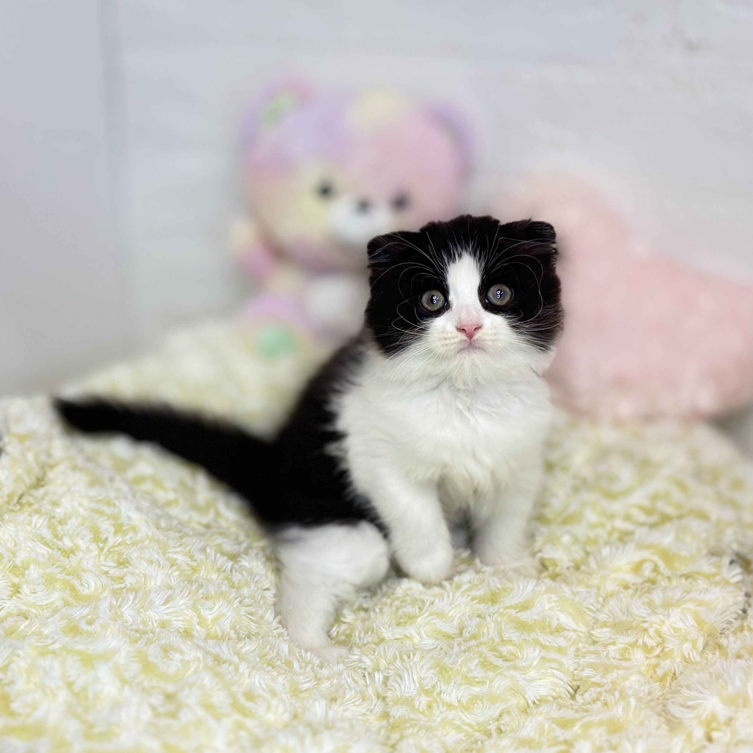 長野県のスコティッシュフォールド (犬の家＆猫の里長野店/2025年6月27日生まれ/男の子/ブラックホワイト)の子猫の1枚目の画像