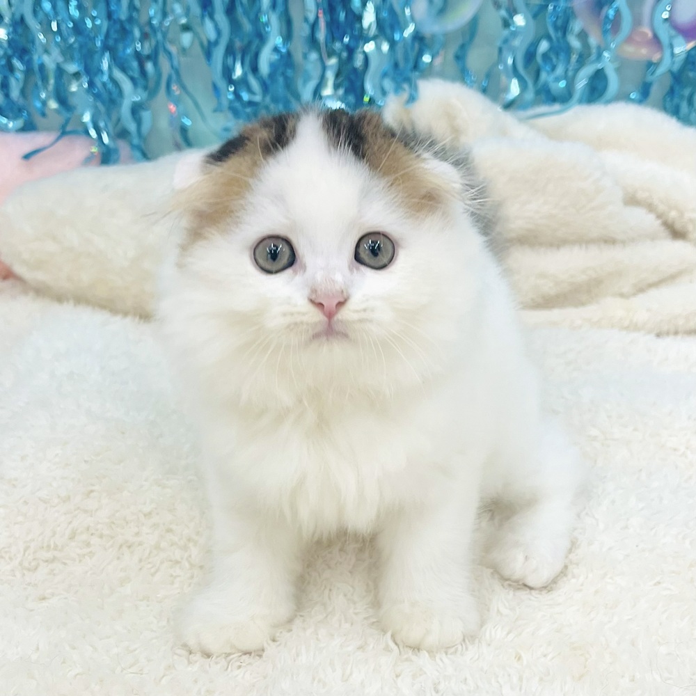 愛知県のスコティッシュフォールド (犬の家&猫の里エアポートウォーク店/2025年6月27日生まれ/女の子/ブラウンタビーホワイト)の子猫