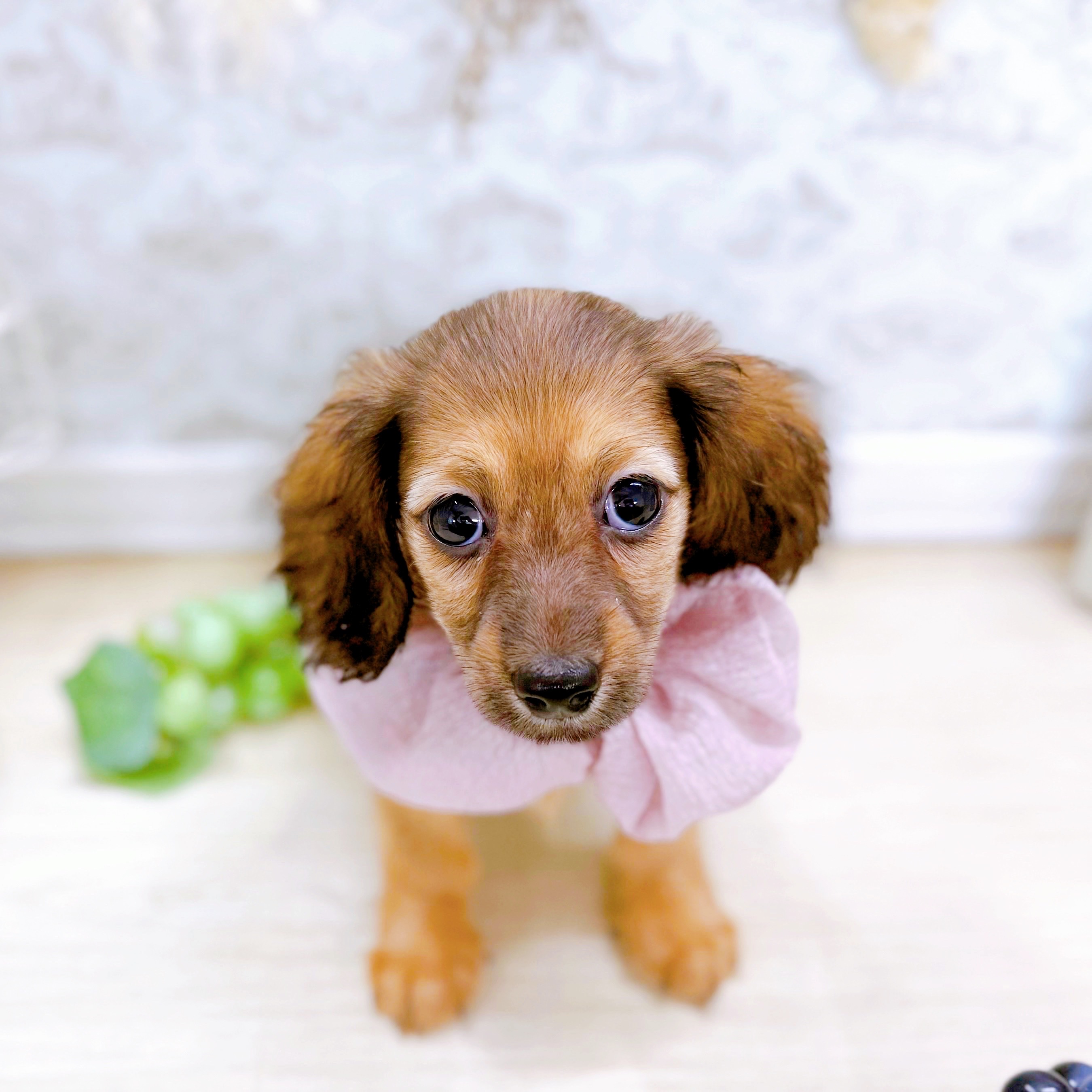 福井県のミニチュアダックスフンド(ロング) (犬の家＆猫の里アミーゴ福井大和田店/2025年6月28日生まれ/女の子/シェーデットイエロー)の子犬の1枚目の画像