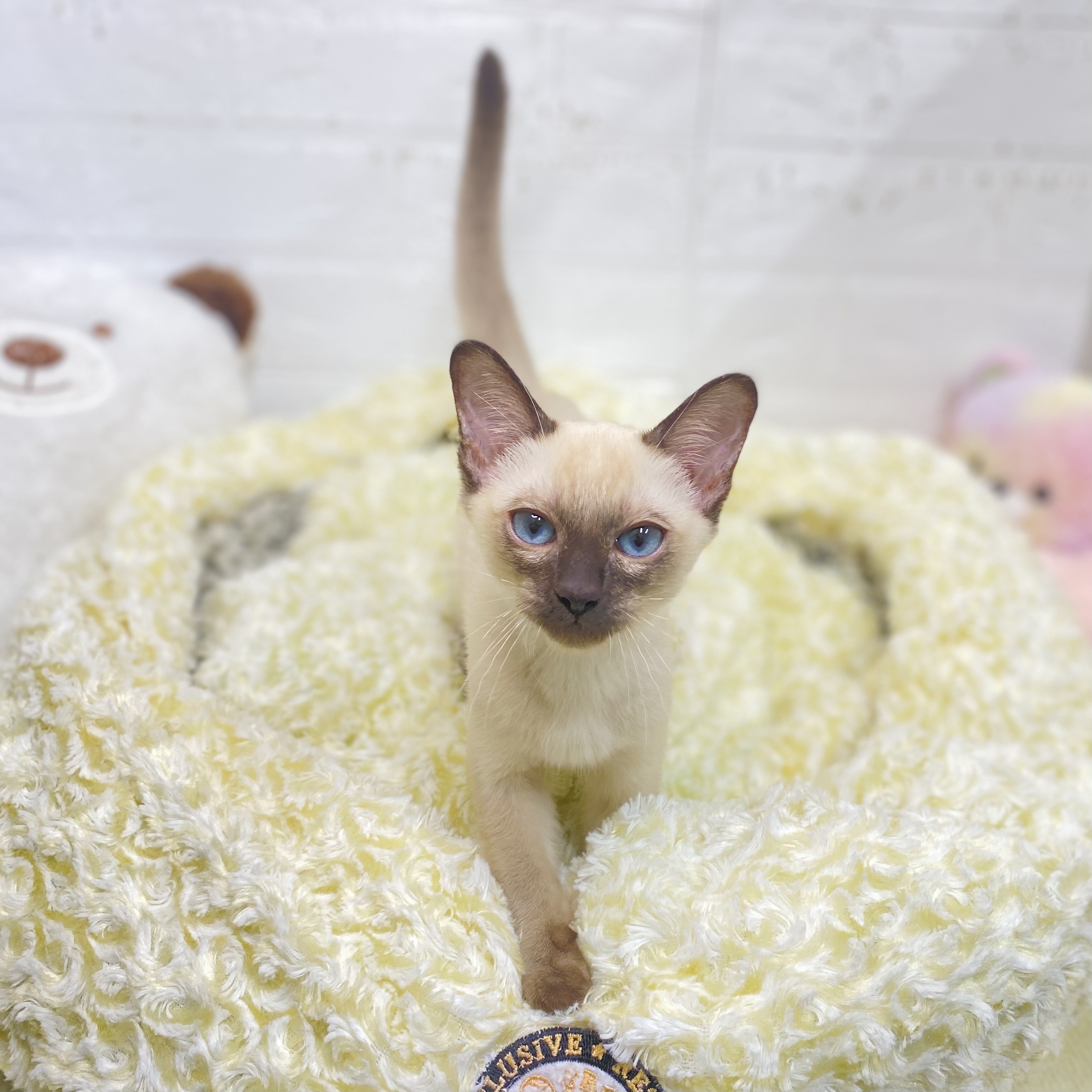 長野県のトンキニーズ (犬の家＆猫の里長野店/2025年6月28日生まれ/男の子/ナチュラルポイント)の子猫の1枚目の画像