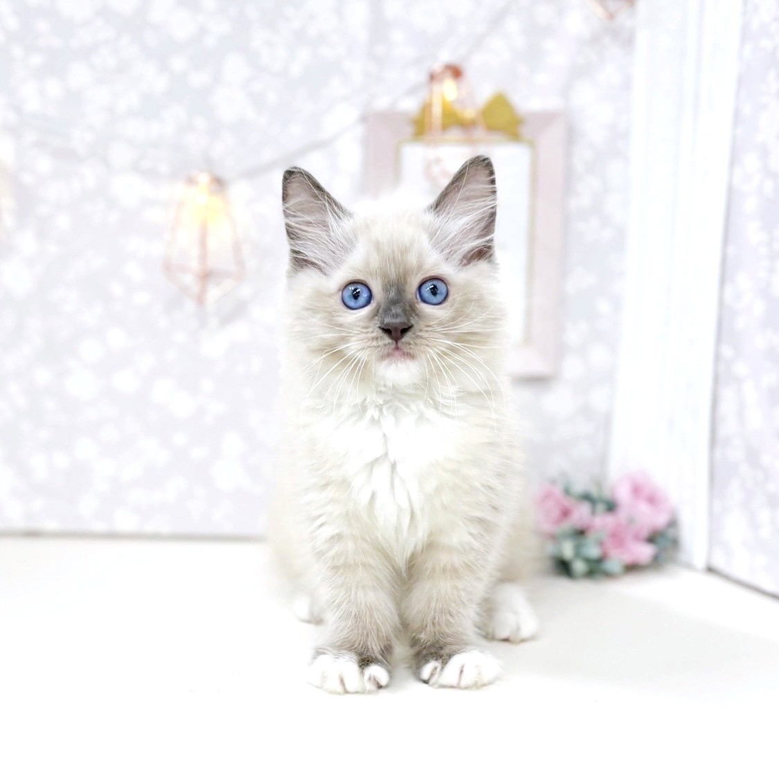 富山県のラグドール (犬の家&猫の里アミーゴ高岡蓮花寺店/2025年6月29日生まれ/女の子/ブルーポイントミテッド)の子猫