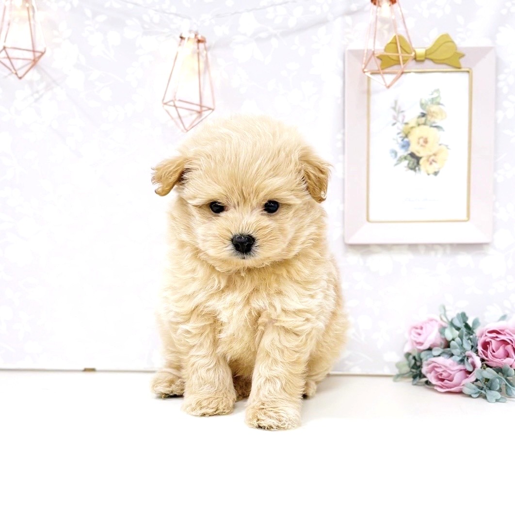 富山県のポメプー(ポメラニアン×プードル) (犬の家&猫の里アミーゴ高岡蓮花寺店/2025年7月1日生まれ/男の子/クリーム)の子犬