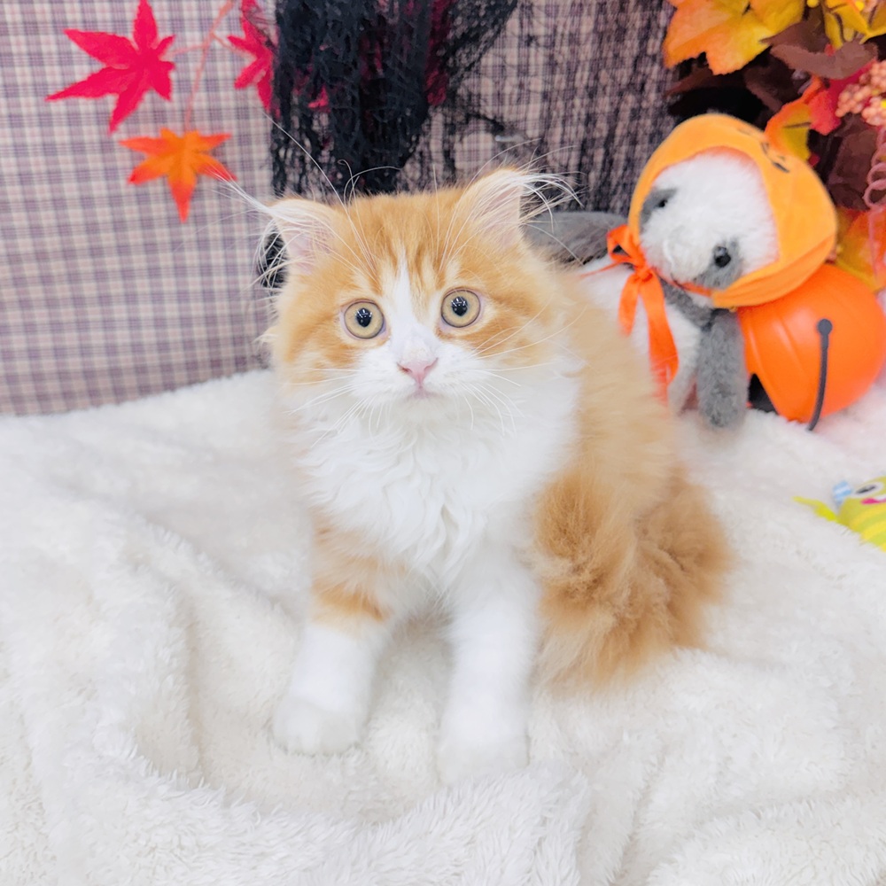 愛知県のスコティッシュフォールド (犬の家＆猫の里エアポートウォーク店/2025年7月3日生まれ/男の子/レッドタビーホワイト)の子猫の1枚目の画像