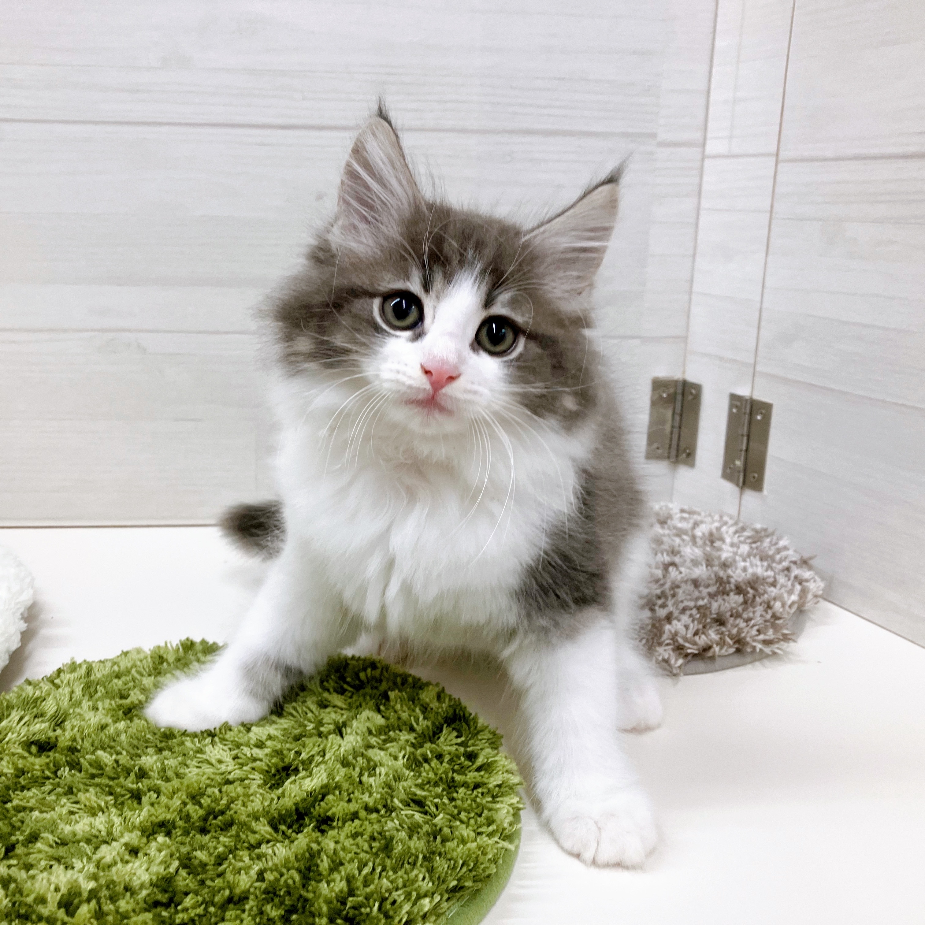 じゃれねこ『2月☆70 天然石×See×ブルー』 じゃれねこ『2月☆70 天然石×See×ブルー』