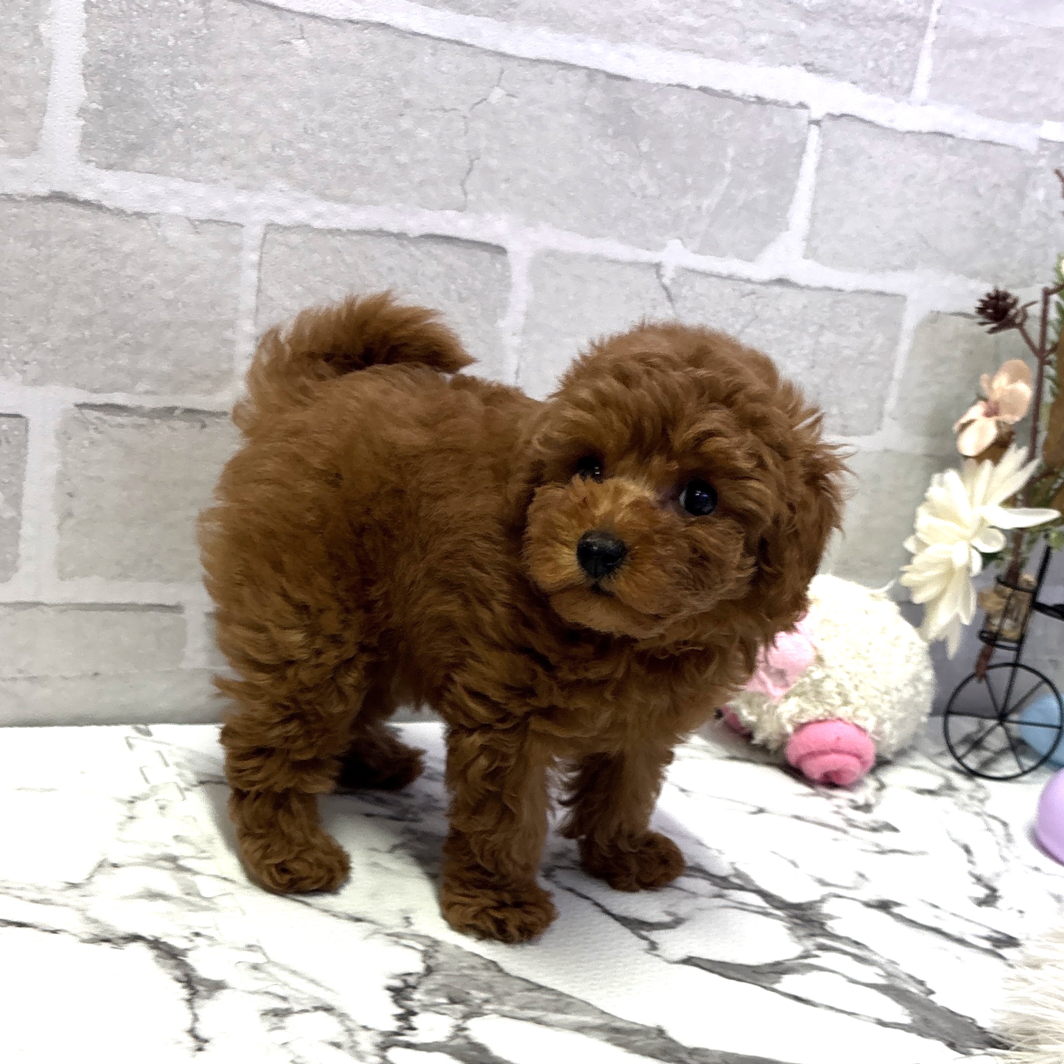 愛知県のタイニープードル (犬の家＆猫の里岡崎店/2025年7月4日生まれ/女の子/レッド)の子犬の1枚目の画像