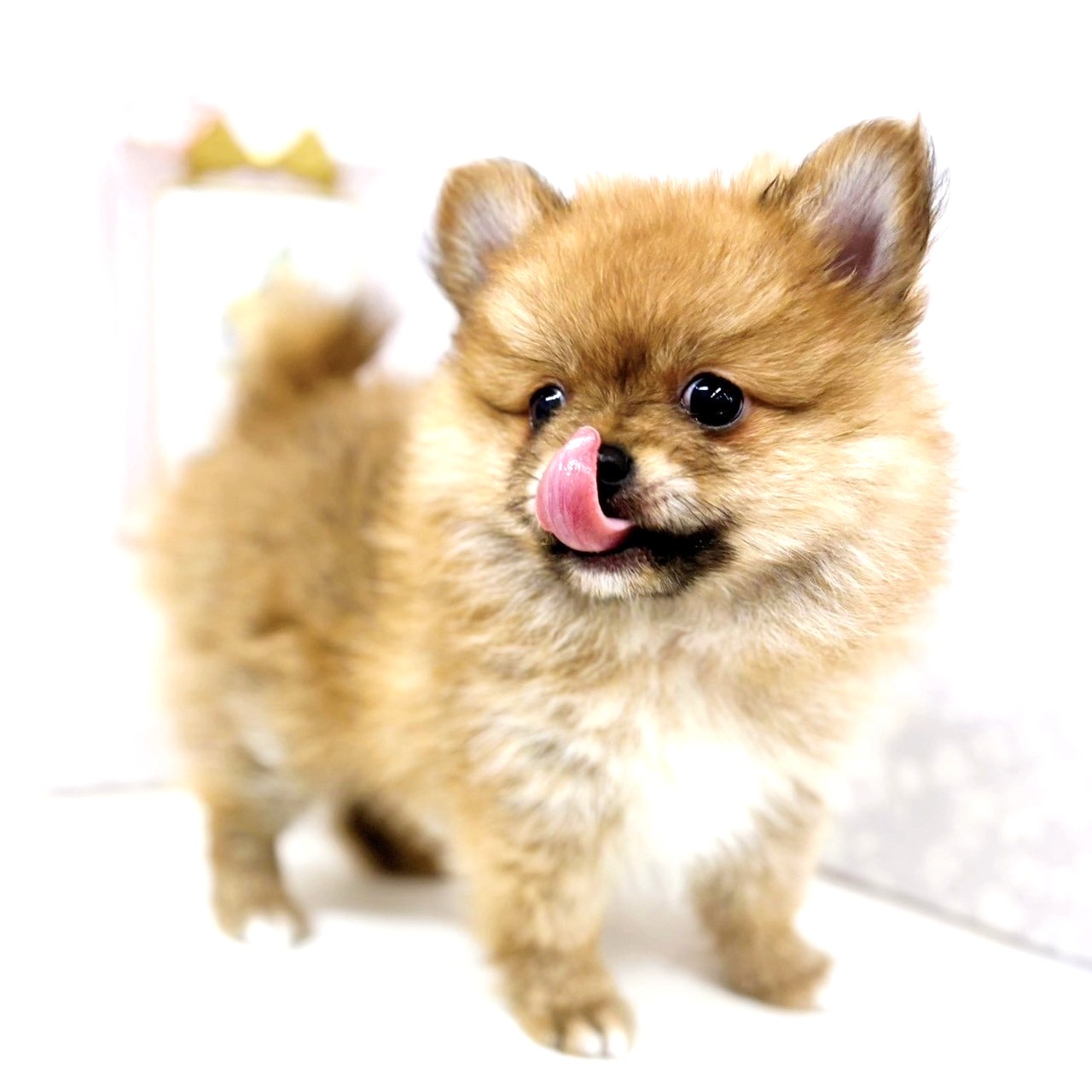 2025年7月4日生まれのポメチワ/チワポメ/ポメチー(ポメラニアン×チワワ)の5枚目の写真