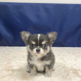 愛知県のチワワ(ロング) (犬の家＆猫の里一宮店/2025年7月8日生まれ/男の子/ブルータンホワイト)の子犬の1枚目の画像