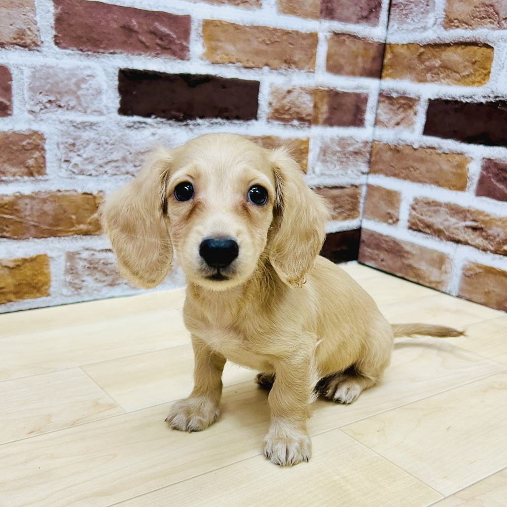 愛知県のミニチュアダックスフンド(ロング) (犬の家＆猫の里七宝店/2025年7月7日生まれ/男の子/イエロー)の子犬の1枚目の画像