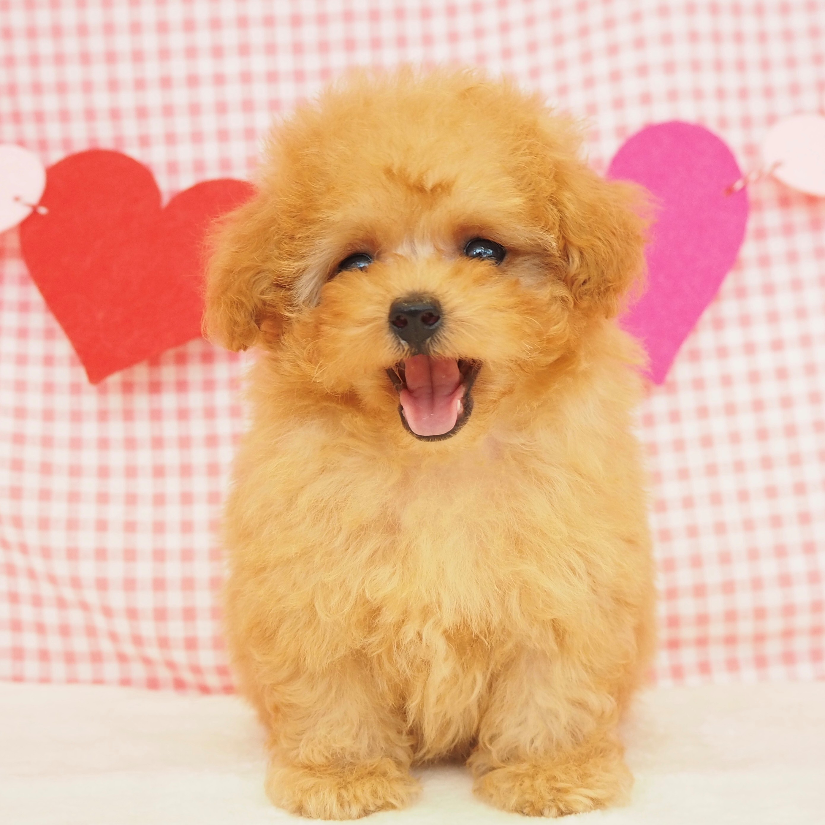 2025年7月9日生まれのトイプードル(ティーカップ)の5枚目の写真