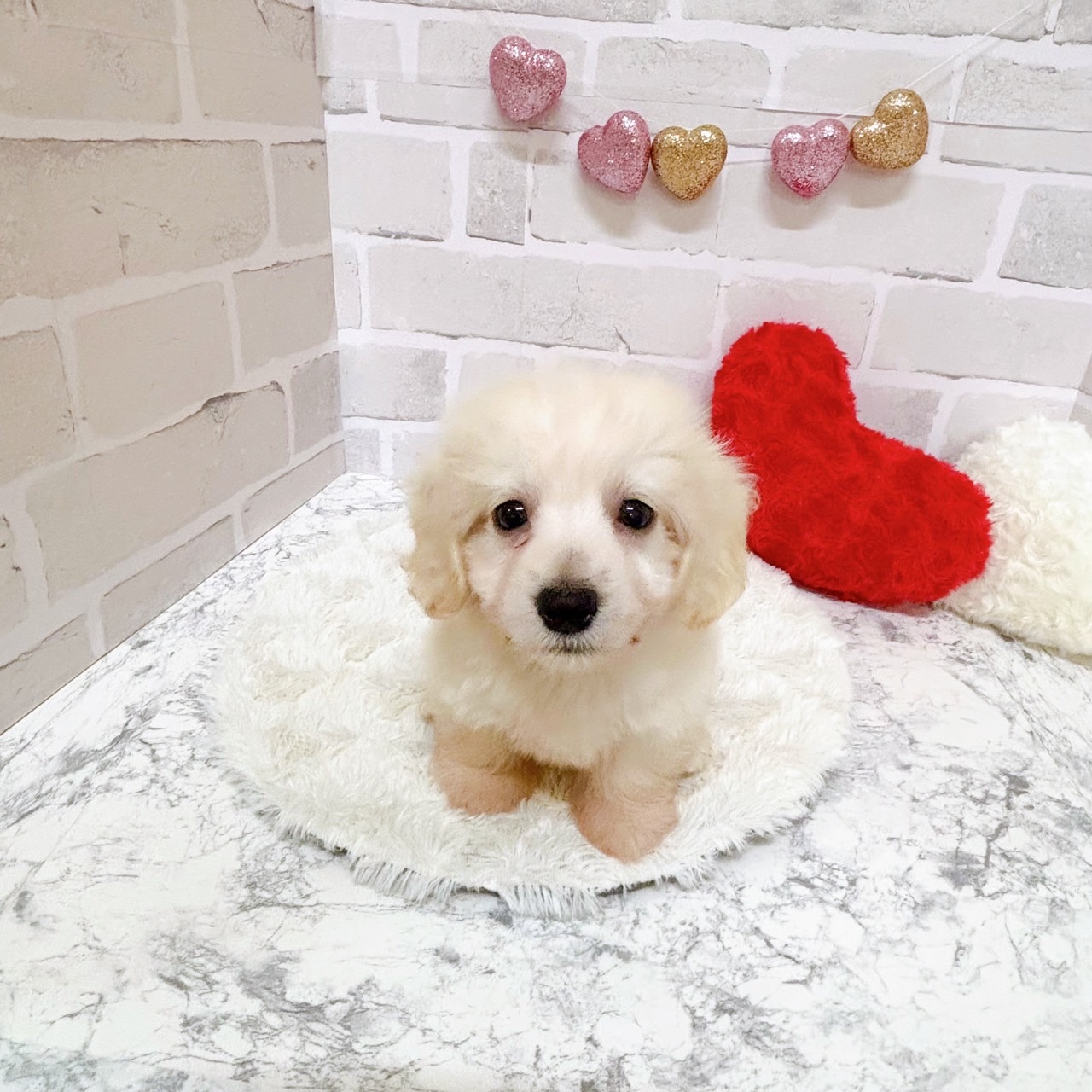 京都府のハーフ犬・ミックス犬 (犬の家&猫の里京都精華店/2025年7月9日生まれ/男の子/クリーム)の子犬