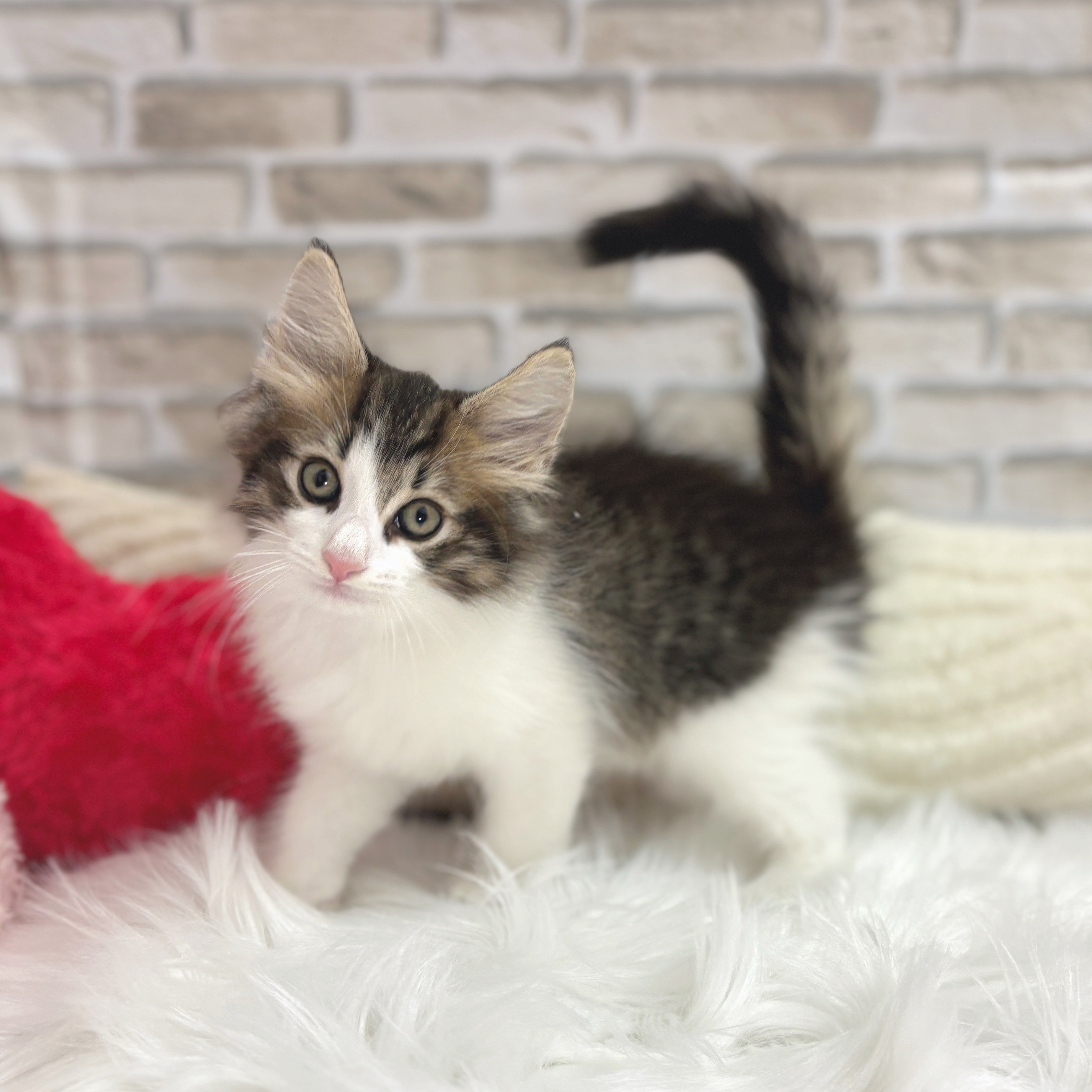 静岡県のノルウェージャンフォレストキャット (犬の家＆猫の里富士店/2025年7月11日生まれ/男の子/ブラウンマッカレルタビーホワイト)の子猫の1枚目の画像