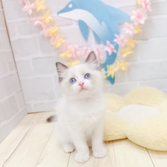 静岡県のラグドール (犬の家＆猫の里プレ葉ウォーク浜北店/2025年7月8日生まれ/男の子/シールポイントバイカラー)の子猫の1枚目の画像