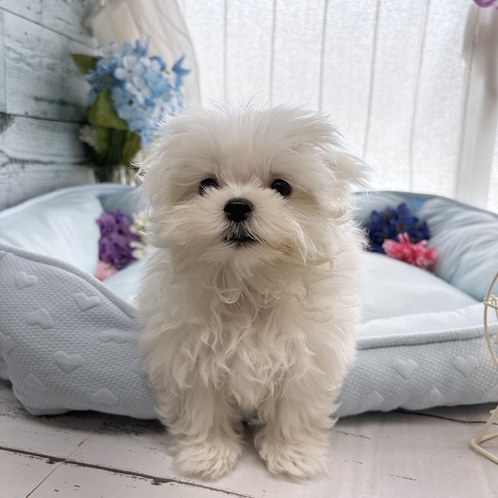 長野県のマルチーズ (犬の家&猫の里塩尻店/2025年7月6日生まれ/男の子/ホワイト)の子犬