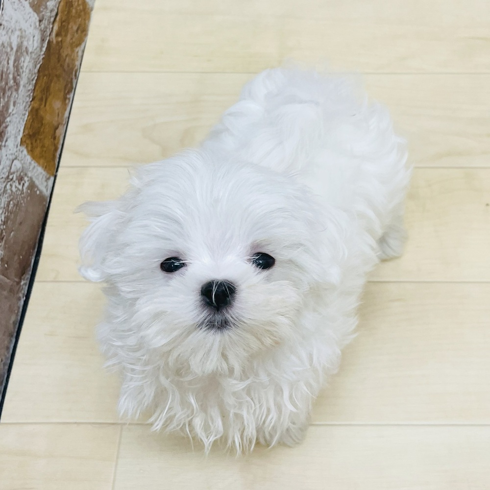 愛知県のマルチーズ (犬の家＆猫の里七宝店/2025年7月6日生まれ/男の子/ホワイト)の子犬の1枚目の画像