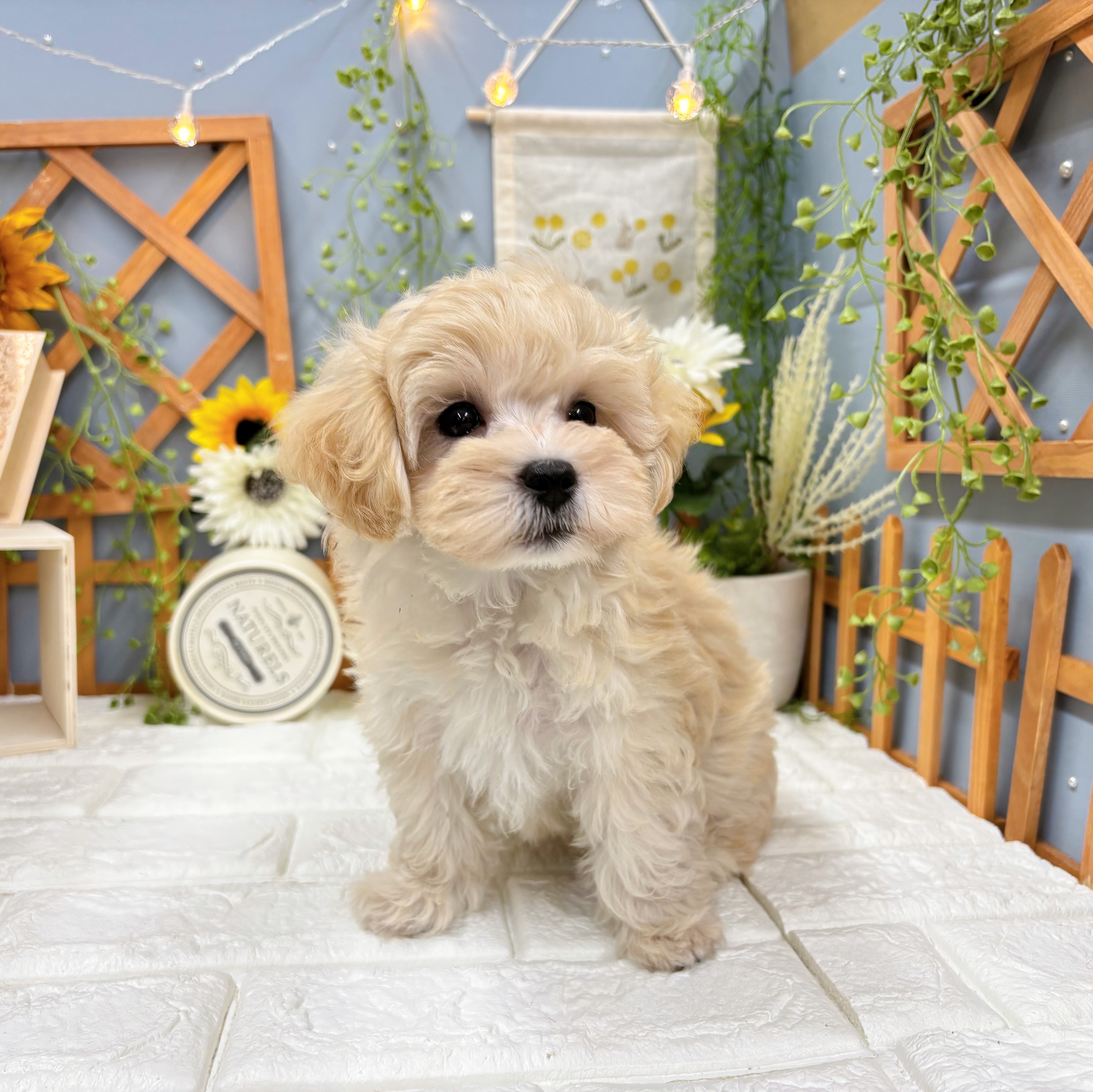 千葉県のマルプー(マルチーズ×プードル) (犬の家＆猫の里ワンズモール稲毛店/2025年7月9日生まれ/女の子/クリーム)の子犬の1枚目の画像