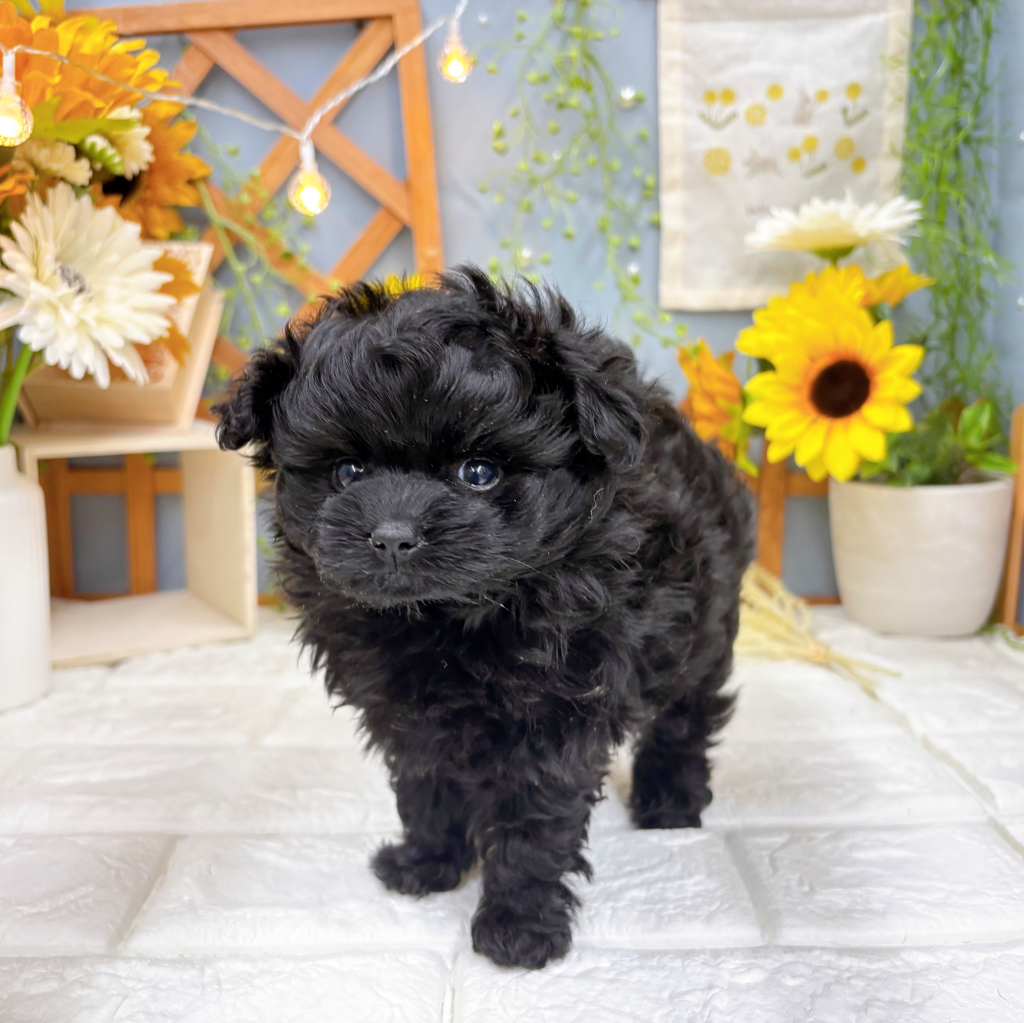 千葉県のポメプー(ポメラニアン×プードル) (犬の家＆猫の里ワンズモール稲毛店/2025年7月13日生まれ/女の子/ブラック)の子犬の1枚目の画像
