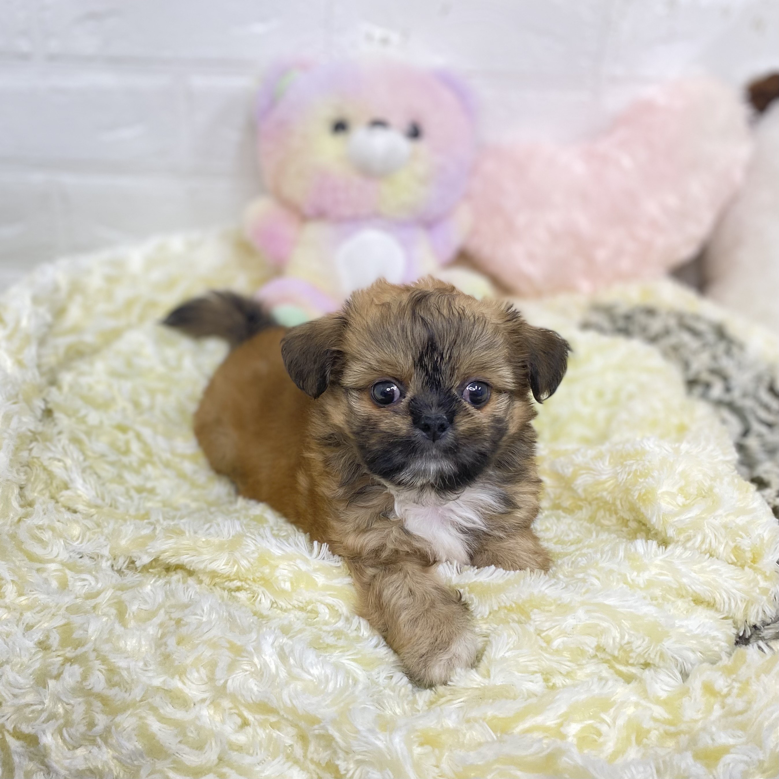 長野県のチワズー/チワシーズ(チワワ×シーズー) (犬の家＆猫の里長野店/2025年7月14日生まれ/男の子/フォーン)の子犬の1枚目の画像