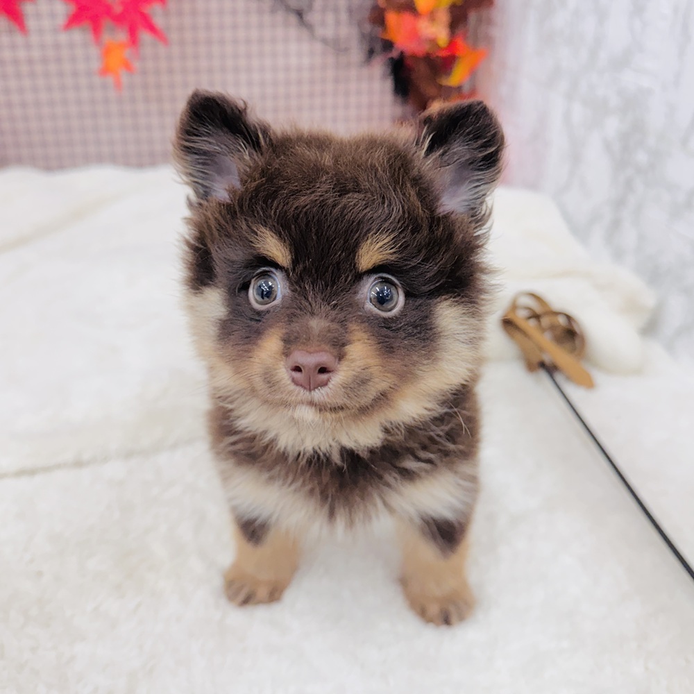 愛知県のポメラニアン (犬の家＆猫の里エアポートウォーク店/2025年7月15日生まれ/男の子/チョコレートタン)の子犬の1枚目の画像