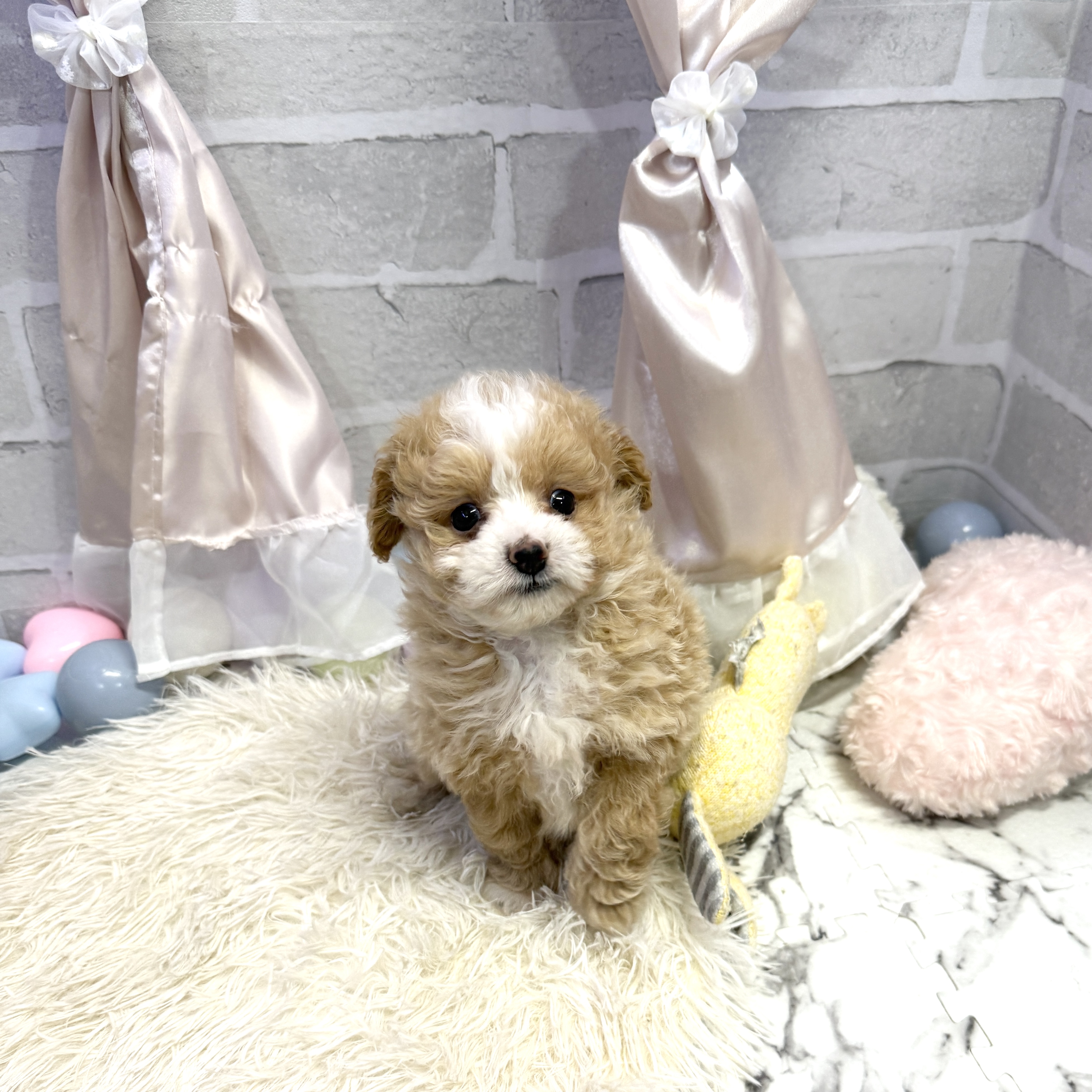 愛知県のポメプー(ポメラニアン×プードル) (犬の家＆猫の里岡崎店/2025年7月13日生まれ/男の子/クリームホワイト)の子犬の1枚目の画像