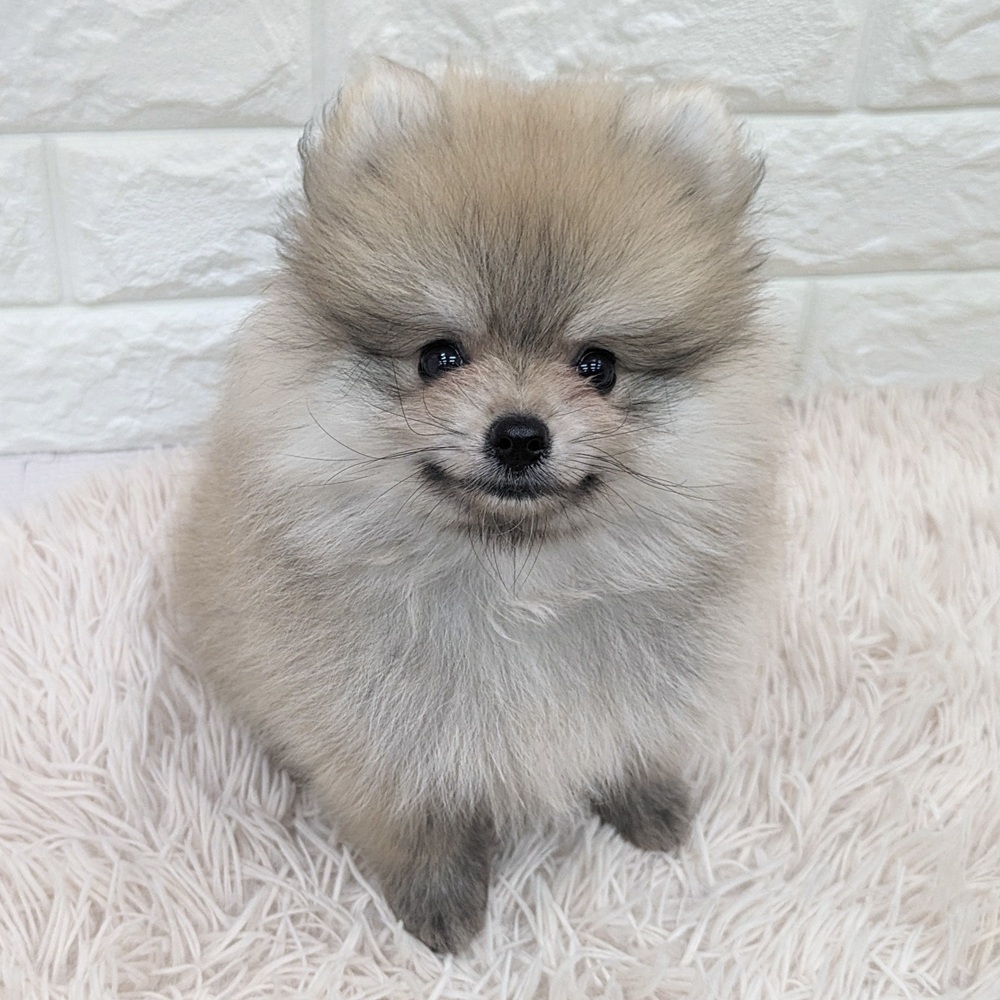 愛知県のポメラニアン (犬の家＆猫の里MEGAドン・キホーテ東海名和店/2025年7月16日生まれ/男の子/オレンジ)の子犬の1枚目の画像