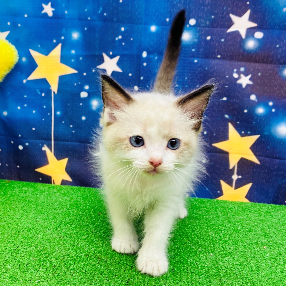 愛知県のラグドール (犬の家＆猫の里名古屋天白店/2025年7月15日生まれ/男の子/シールポイントバイカラー)の子猫の1枚目の画像