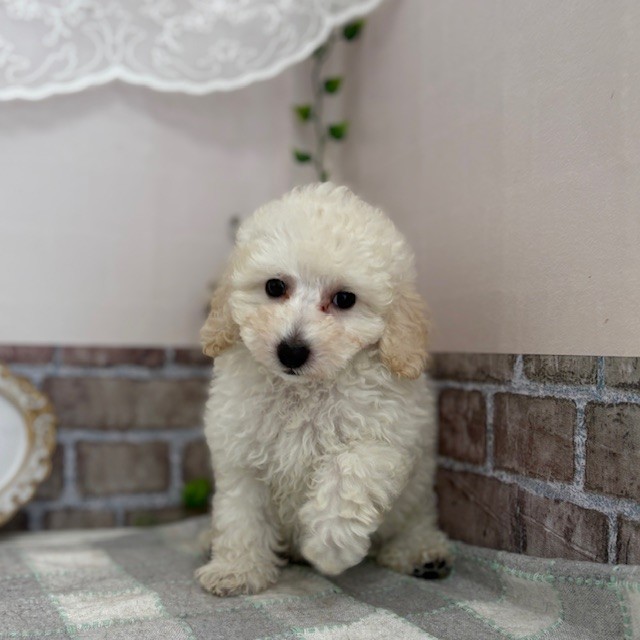 愛知県のトイプードル(トイ) (犬の家＆猫の里碧南店/2025年7月16日生まれ/男の子/ホワイト)の子犬の1枚目の画像