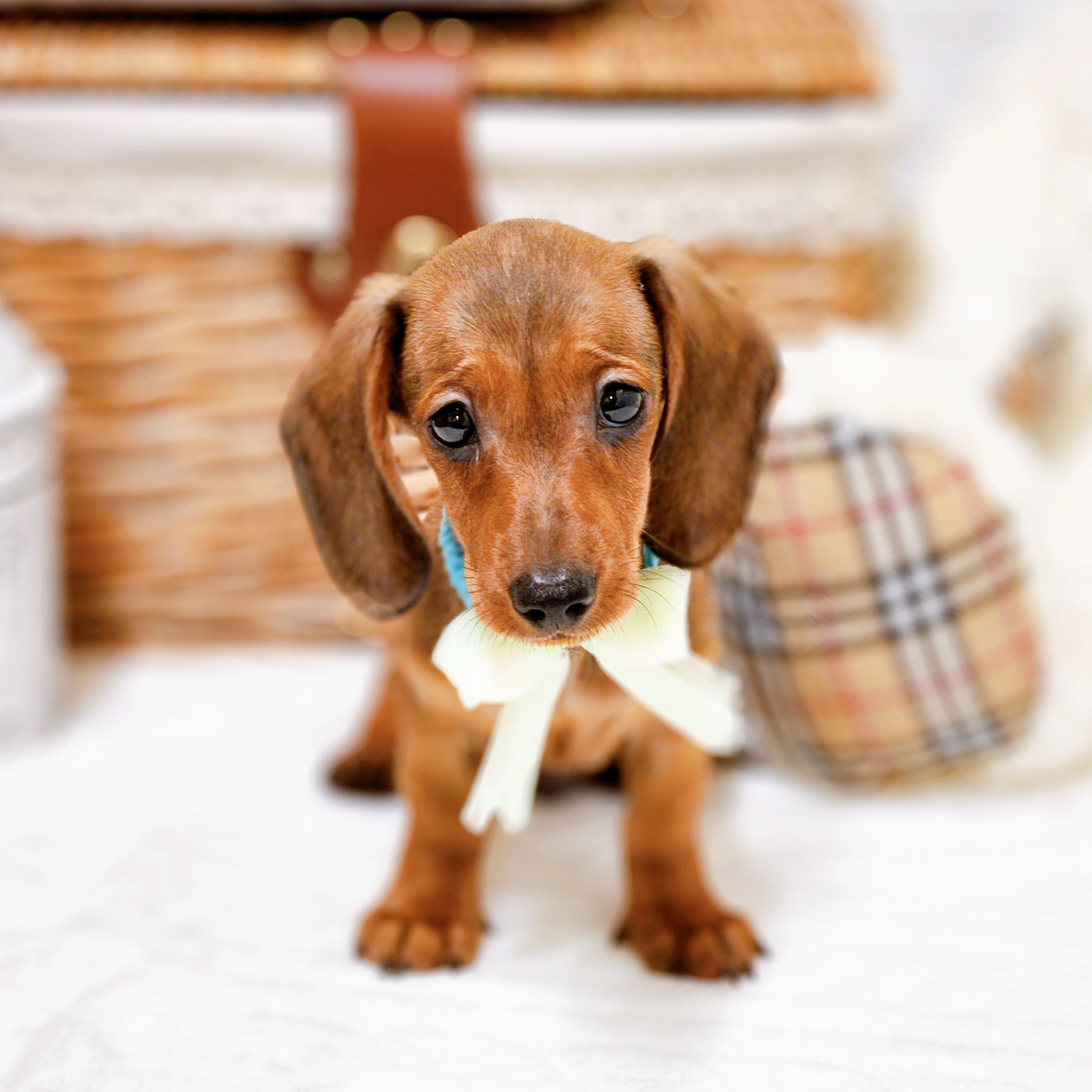 2025年7月17日生まれのミニチュアダックスフンド(スムース)の5枚目の写真