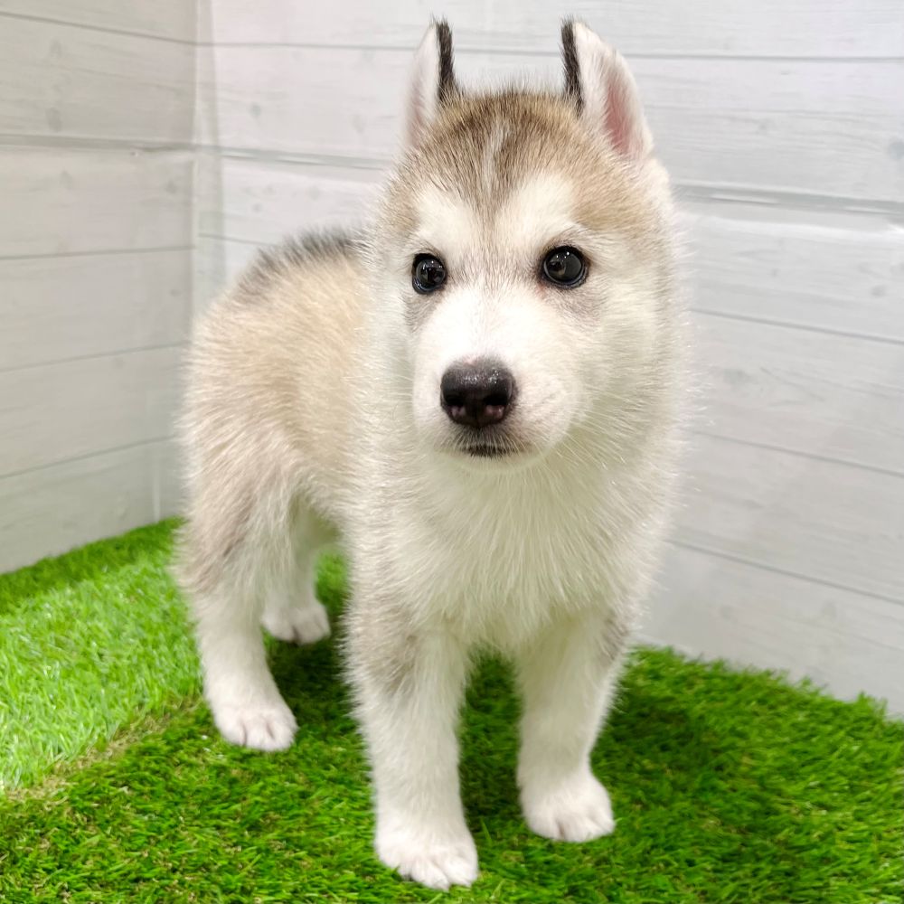 シベリアンハスキーの写真