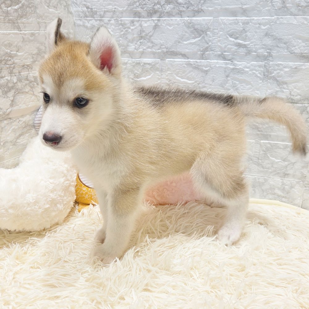 2025年7月19日生まれのシベリアンハスキーの5枚目の写真