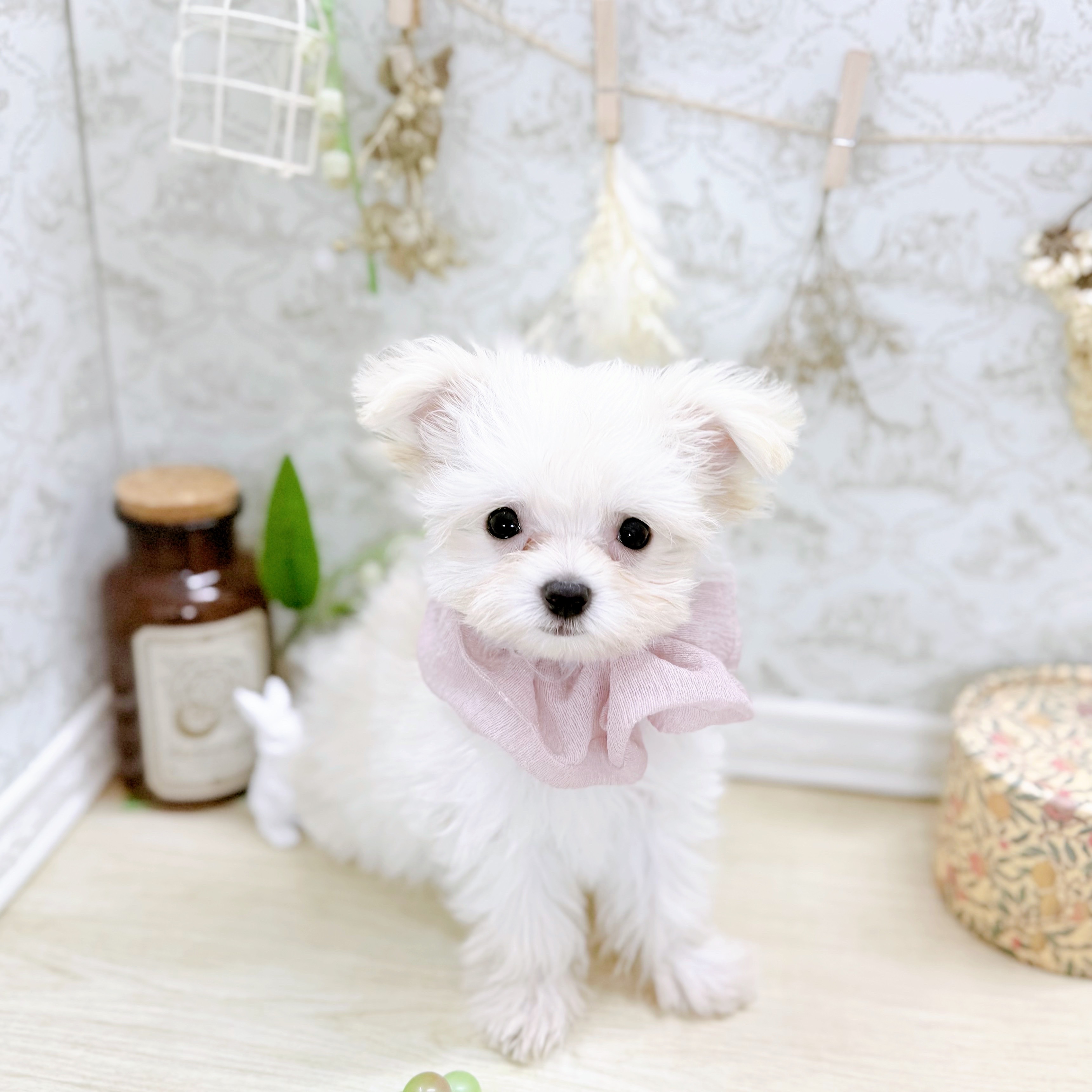 福井県のチワマル/マルチワ(チワワ×マルチーズ) (犬の家＆猫の里アミーゴ福井大和田店/2025年7月14日生まれ/女の子/クリームホワイト)の子犬の1枚目の画像