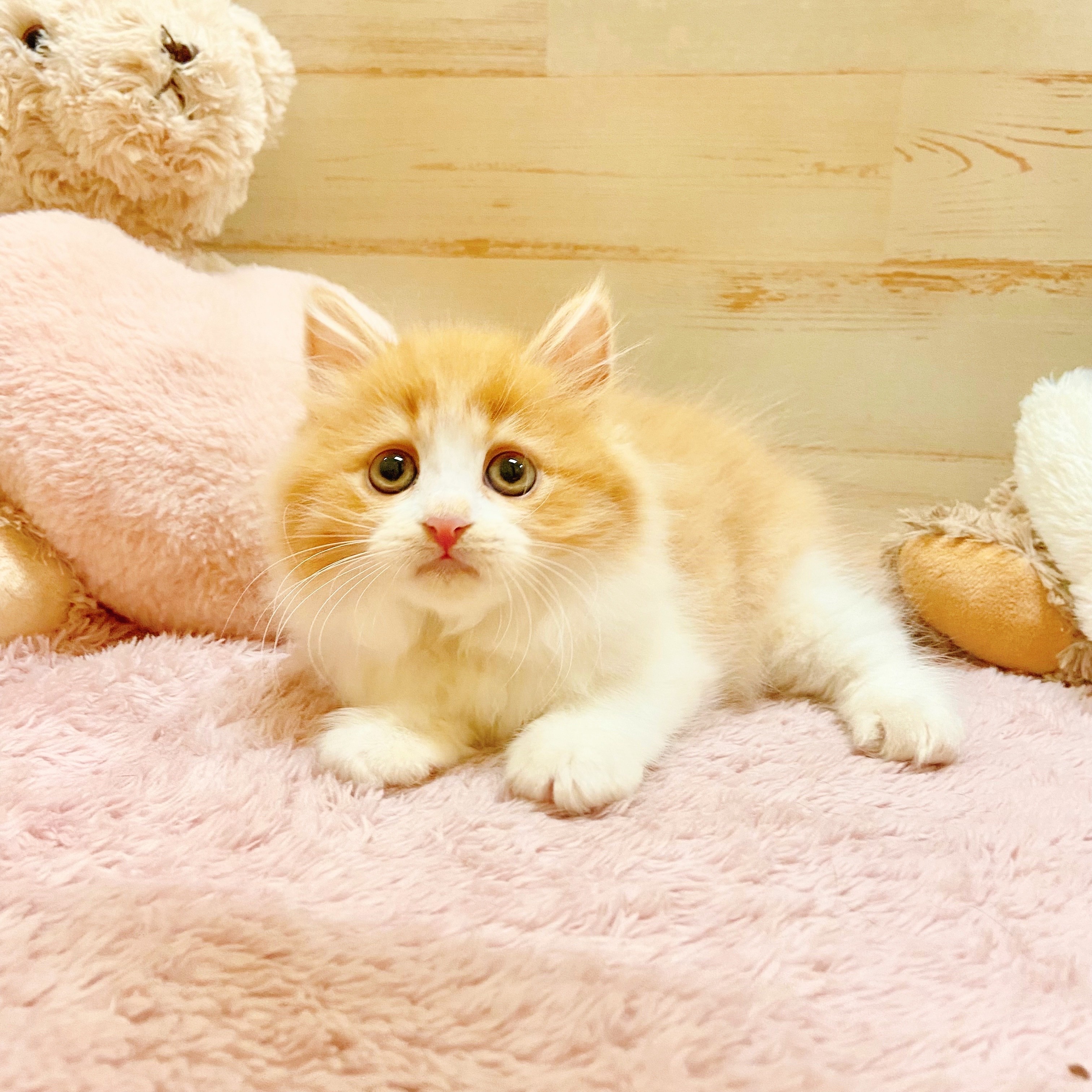 兵庫県のスコティッシュストレート (犬の家＆猫の里神戸店/2025年7月17日生まれ/女の子/レッドタビーホワイト)の子猫の1枚目の画像