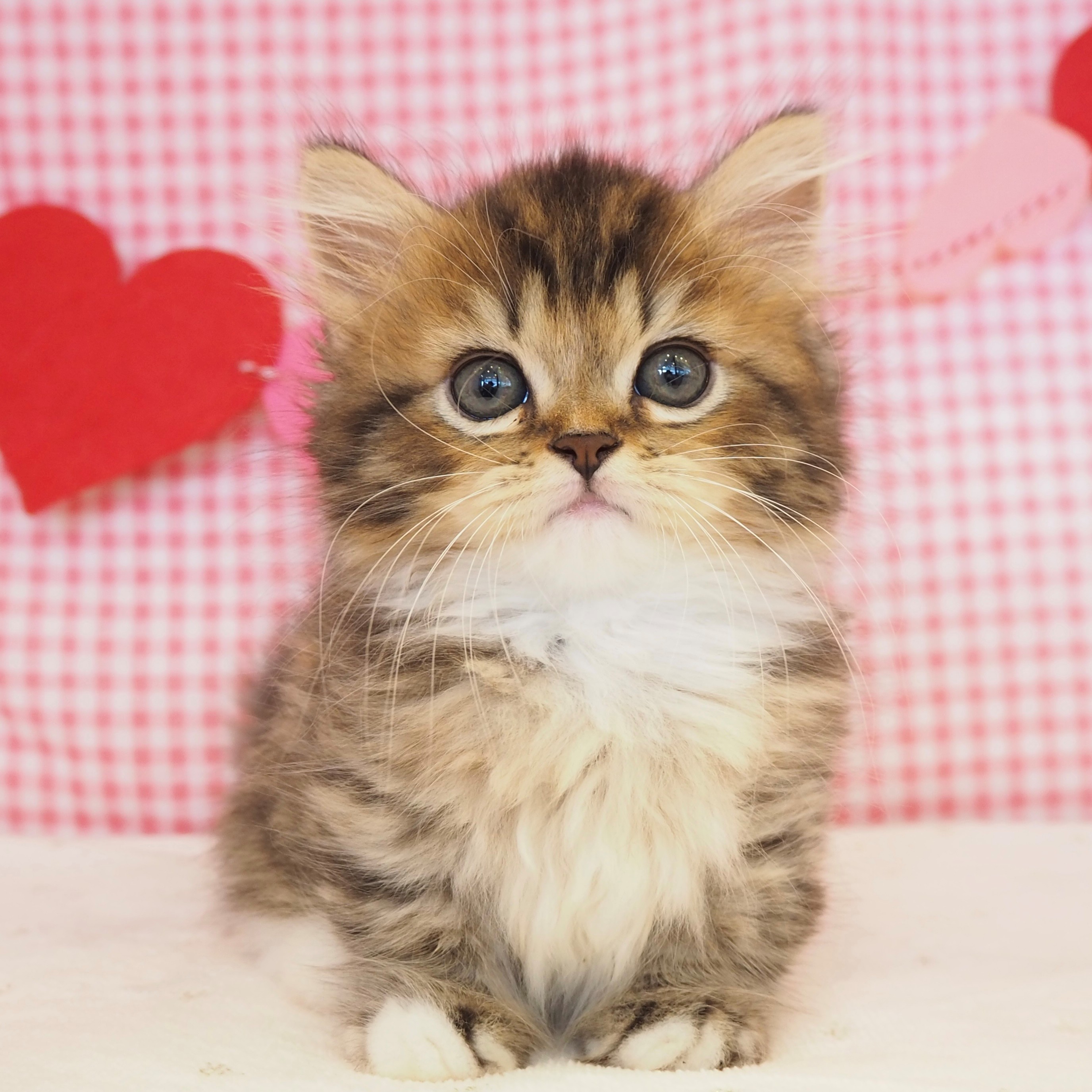 大阪府のミヌエット (犬の家＆猫の里もりのみやキューズモールBASE店/2025年7月18日生まれ/男の子/ブラウンタビーホワイト)の子猫の1枚目の画像
