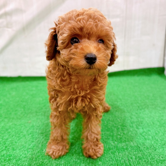三重県のトイプードル(トイ) (犬の家＆猫の里三重桑名店/2025年7月19日生まれ/女の子/レッドフォーン)の子犬の1枚目の画像